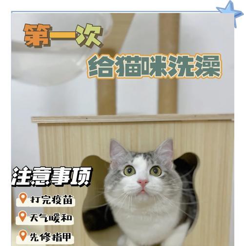 猫猫洗澡的最佳频率（保持猫猫清洁的重要性及合理的洗澡频率）