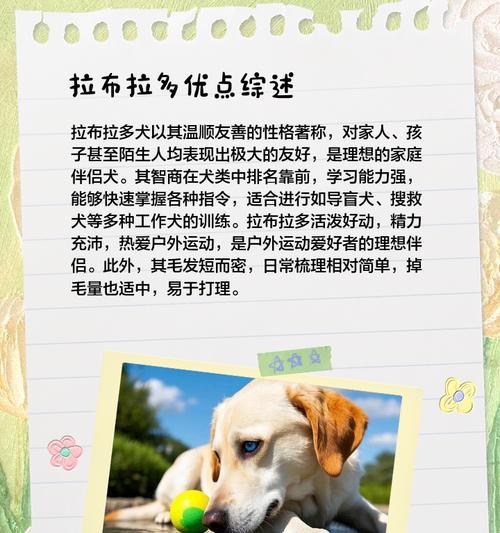 拉布拉多的不同颜色与适用类型（探索不同颜色拉布拉多犬的价格与特点）