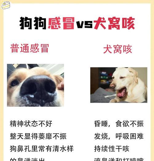 狗感冒发烧的康复时长与关键因素（探究狗感冒发烧症状持续时间以及影响康复的关键因素）