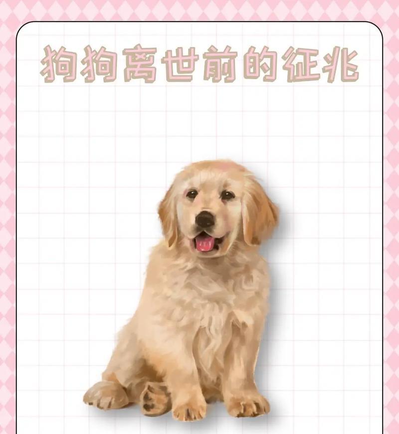 狗狗的正常生理指标及心率（了解狗狗的身体健康关键，掌握正常心率）