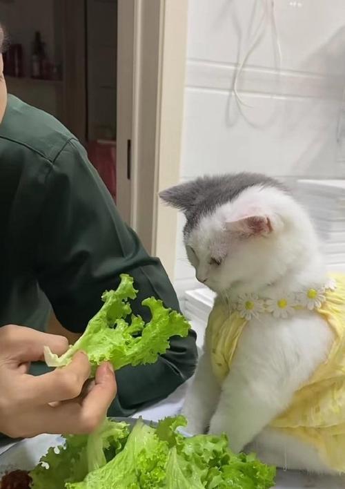 小猫多久能抱回家（宠物猫成长的时间和要点）