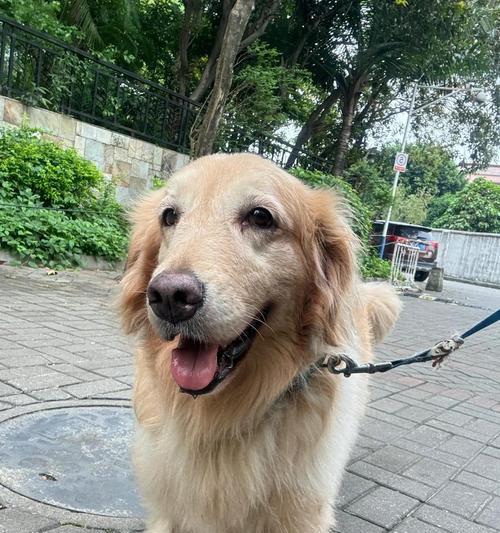 狗狗不喝水有多久可以吗？（了解狗狗水分需求，保障它们的健康）