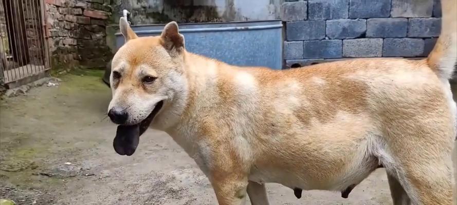 中华田园犬特征详解（探索中华田园犬的共性与特点）