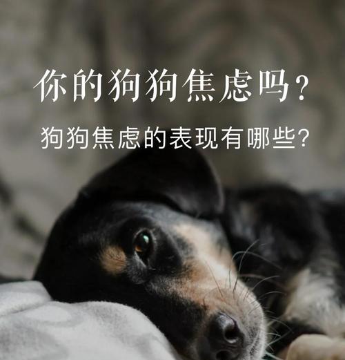 分离焦虑（探索狗狗分离焦虑的原因与应对方法）