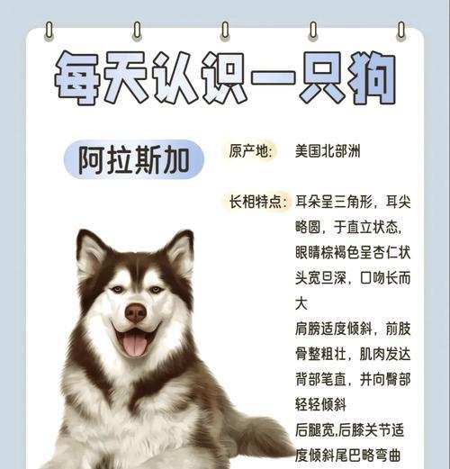 阿拉斯加犬的耳朵之谜（揭开阿拉斯加犬多久竖起耳朵的秘密）
