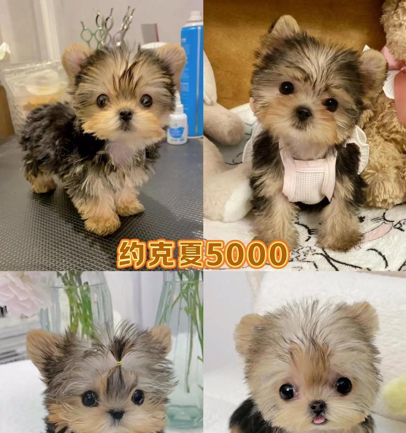 约克夏犬价格一揭秘（探究约克夏幼犬市场行情，帮你了解宠物购买成本）