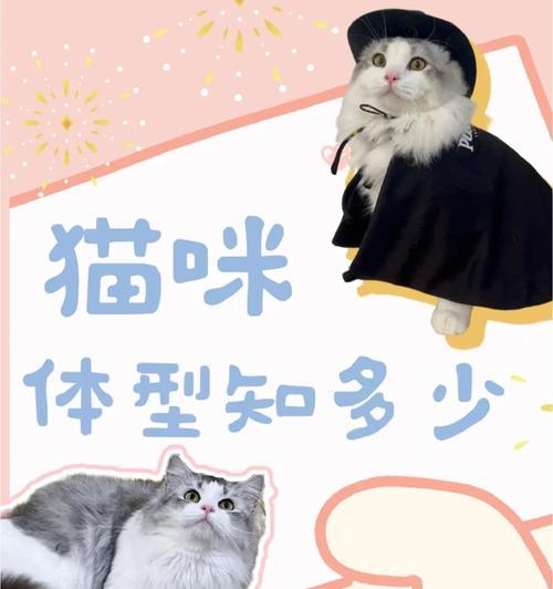 小猫体型变化的奥秘（探索小猫成长中的身材变化与关键因素）