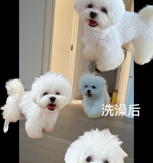 比熊洗澡和剪毛的最佳时机（了解比熊洗澡和剪毛的时间表，让它们始终保持美丽和清洁）