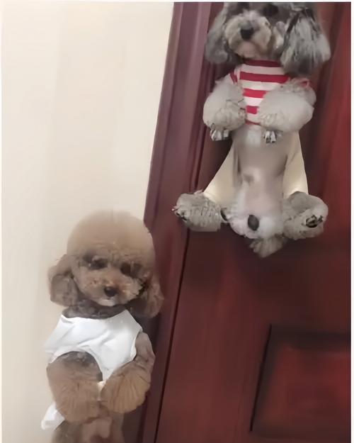 泰迪发抖的真正原因（揭秘泰迪发抖的背后秘密，帮你更好地照顾它们）
