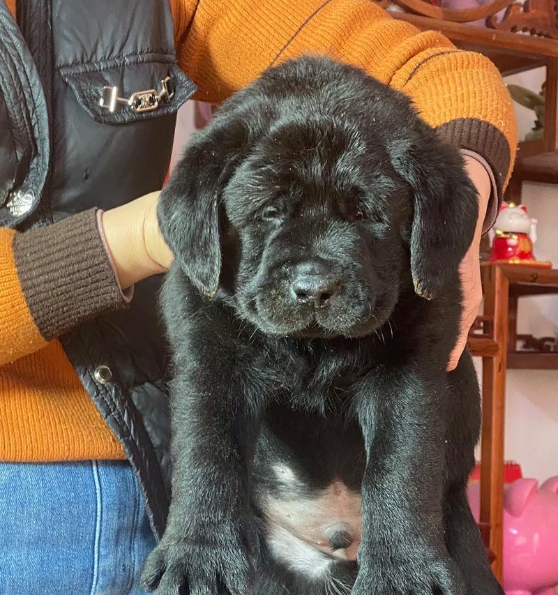 如何判断拉布拉多犬是否为纯种？（判断纯种拉布拉多犬的技巧与方法）