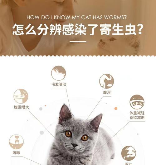 以猫多久做一次内驱为主题的养猫知识指南（了解猫咪内驱的重要性与适当频率，保护您的爱宠健康快乐）