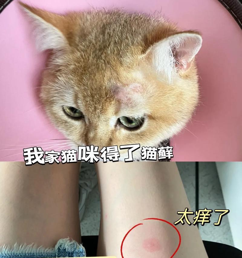 以猫得猫藓传染人的危害及预防措施（了解猫藓传染人的时间与方式，保护好自己和家人的健康）