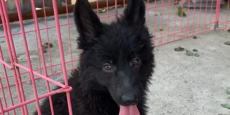 黑色犬种的魅力（黑色犬种的特征、起源与个性魅力）