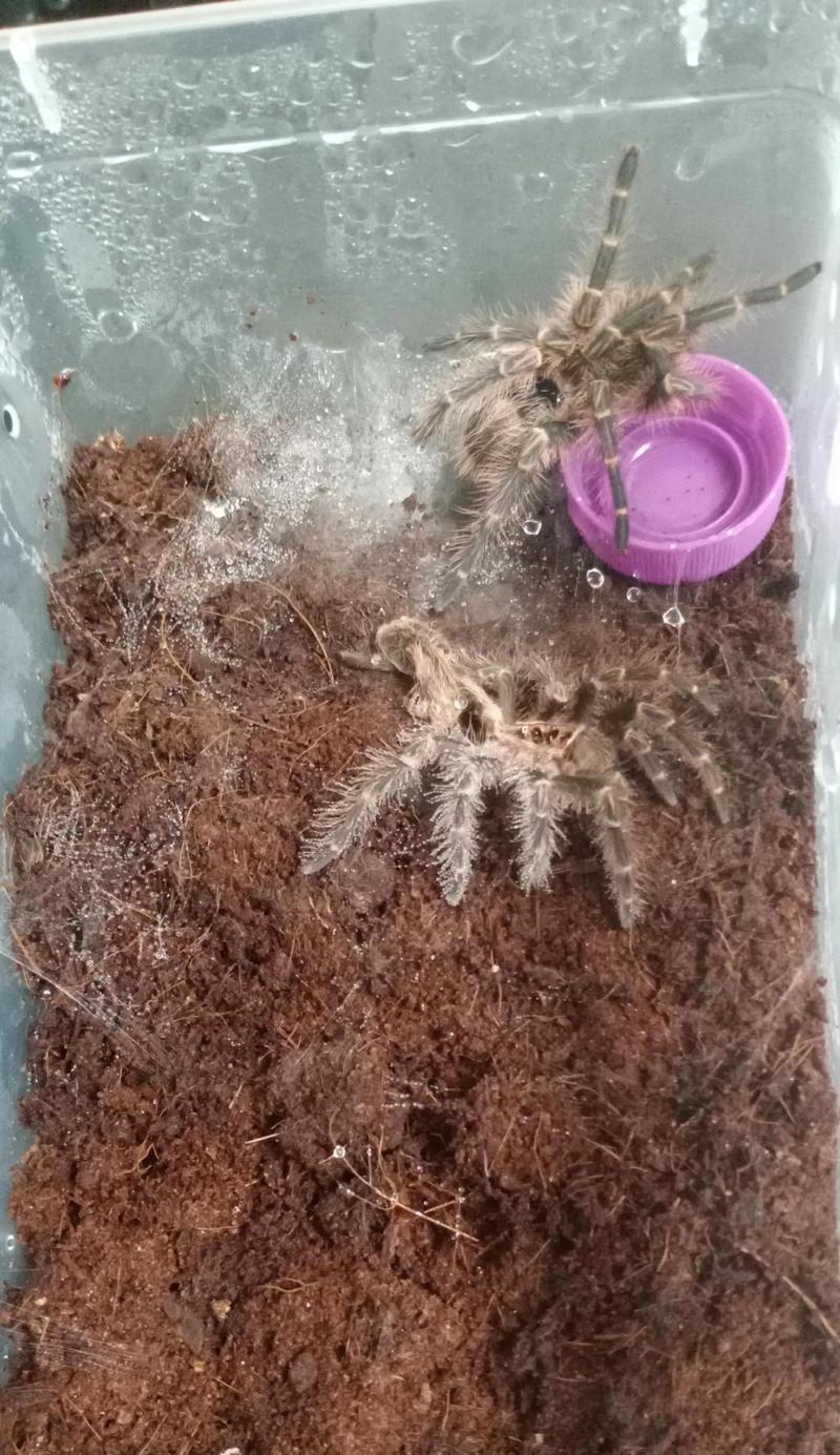 蜘蛛蜕皮后多久喂食合适？（蜘蛛蜕皮周期与喂食间隔的关系研究）
