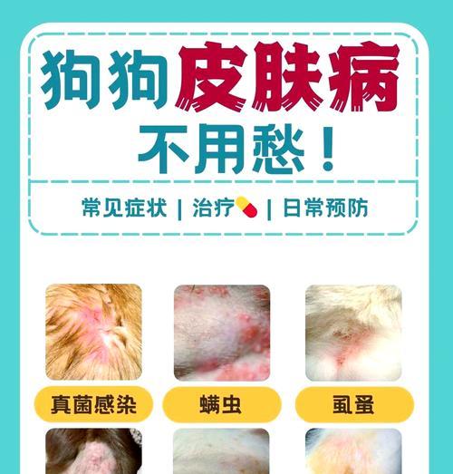 解决狗狗掉毛问题的有效方法（告别狗毛随处可见，让狗狗光滑如新）