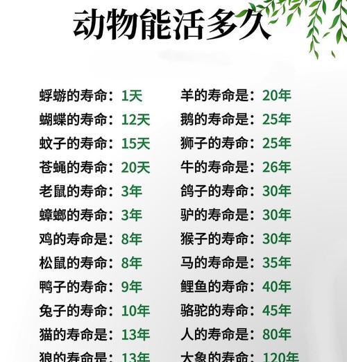 老狗的六个特征及其寿命究竟有多长？（揭秘老狗的衰老迹象，为宠物主人带来更多关注）