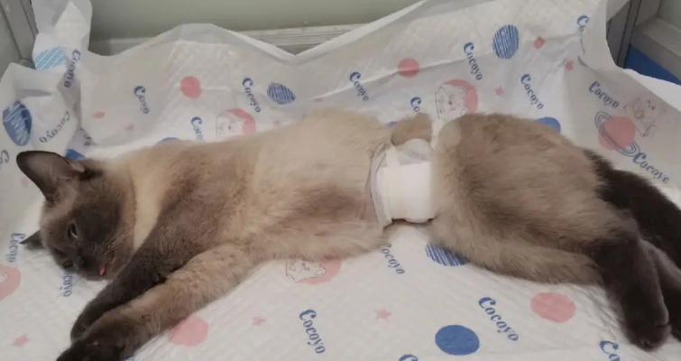 公猫绝育后多久才能正常排便？（了解公猫绝育术后的大便情况及恢复时间）