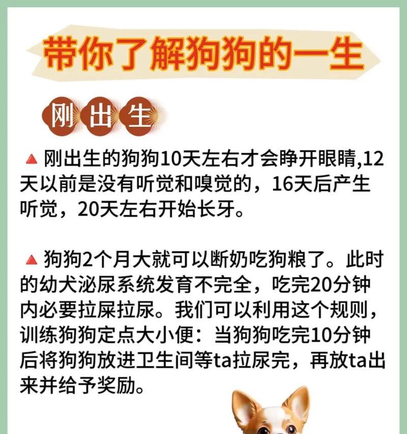 狗狗腹泻（帮助你了解和处理狗狗腹泻的有效方法）