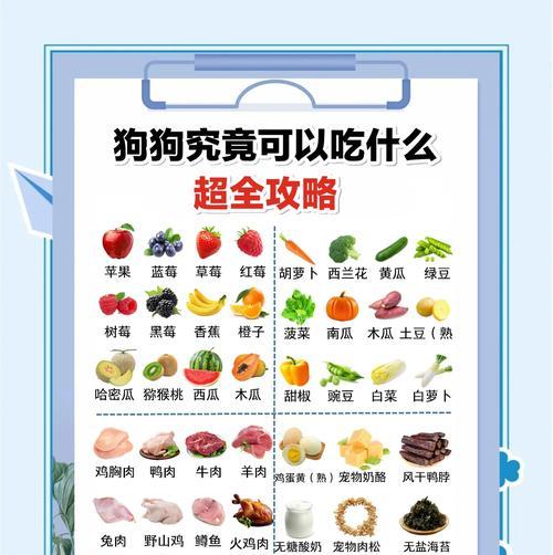 初养小狗的饲养指南（幼犬的饲养技巧与要注意的事项）