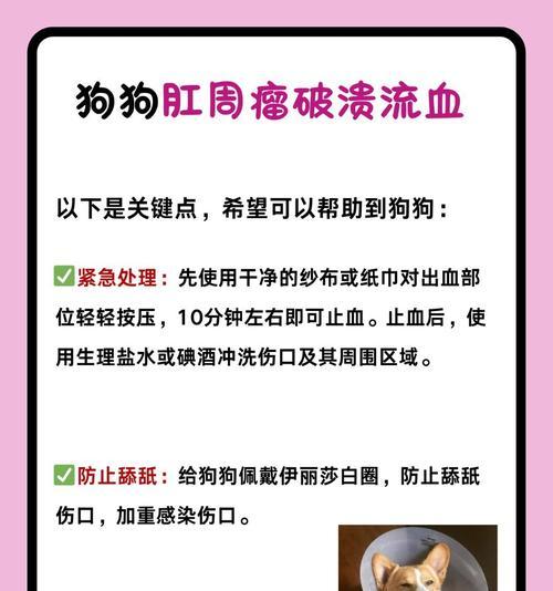 如何帮助狗狗伤口迅速愈合（探索伤口愈合的关键因素以及正确的护理方法）