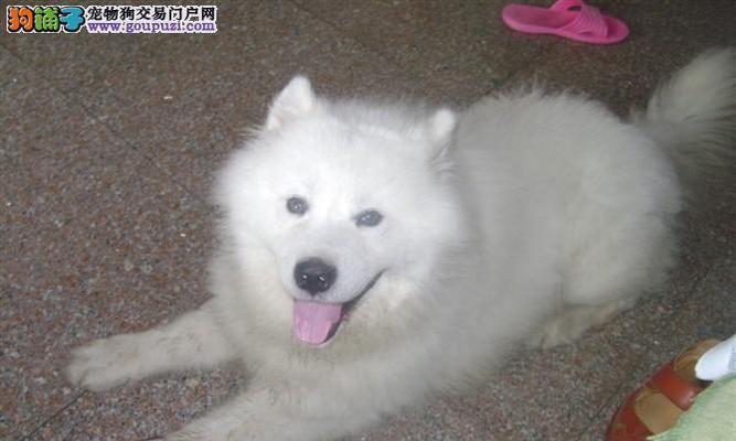 萨摩耶犬的价格及其魅力（探究萨摩耶犬的市场价格和人们对它的喜爱程度）
