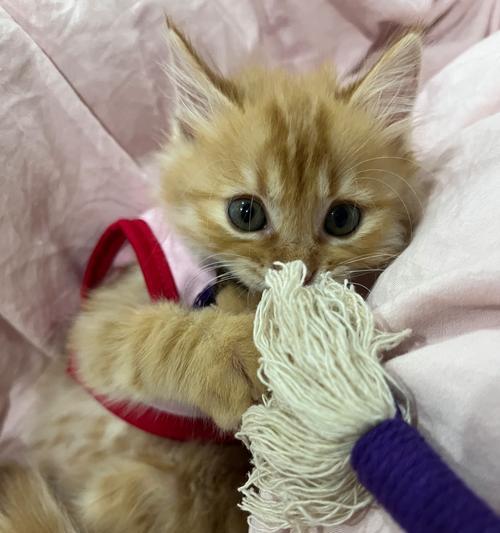 以猫驱虫后多久空腹为何为主？（了解适合猫驱虫后的空腹时间是关键）