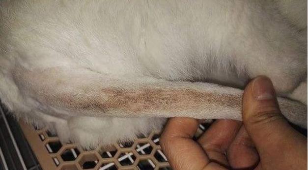 猫的常见疾病及预防措施（保护宠物猫健康的关键——了解猫的常见疾病）