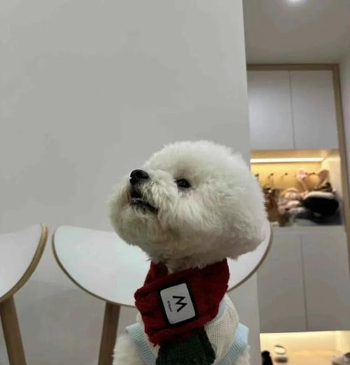 新手家庭如何科学喂养比熊宠物（比熊宠物养护指南，让你的新伙伴健康快乐）