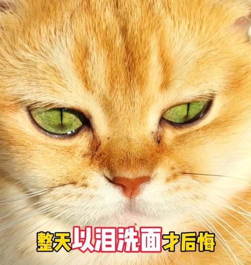 猫咪流眼泪的原因及解决办法（探究猫咪流眼泪的情况及提供合理的护理方法）