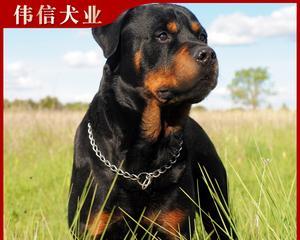 1.适合家庭的选择：提供舒适的居住环境