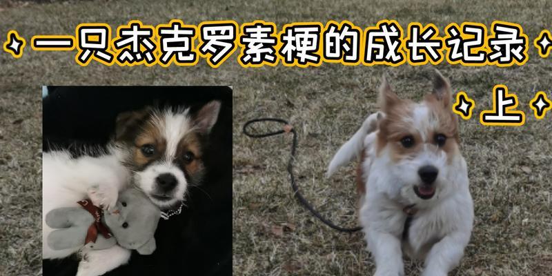 以蝴蝶串串狗能活多久？（探索蝴蝶串串狗的寿命之谜）