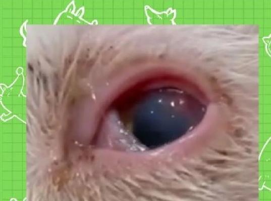 狗狗角膜炎种类与治疗方法解析（全面了解狗狗角膜炎，有效防治关键在于识别种类）