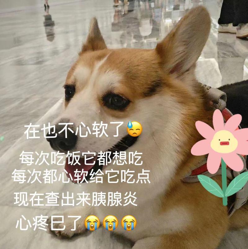 狗胰腺炎康复时间有多长？（胰腺炎康复的关键是什么？）