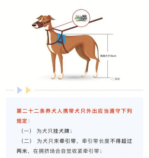 大型犬的体重范围及照顾指南（了解大型犬的体型特点，如何科学养护）