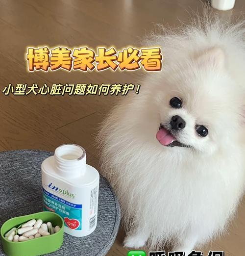 揭秘博美犬的价格（博美犬价格究竟多少钱一只？）