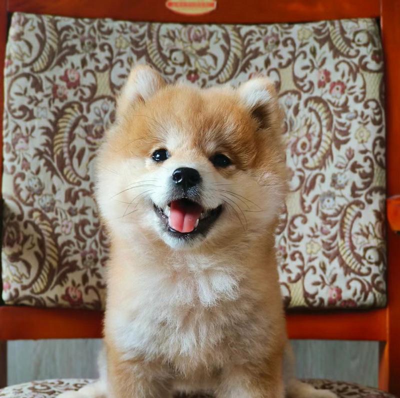 柴犬的体型特征及最大体重（探秘柴犬的身材与大小，揭示柴犬体重的上限）