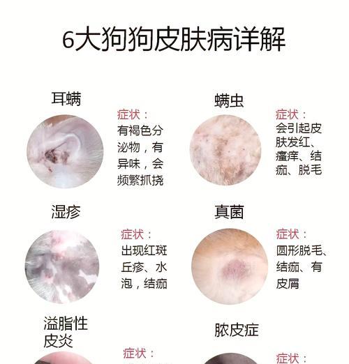 狗狗螨虫治疗方法详解（帮助狗狗摆脱螨虫困扰，让它重新拥有健康的生活）