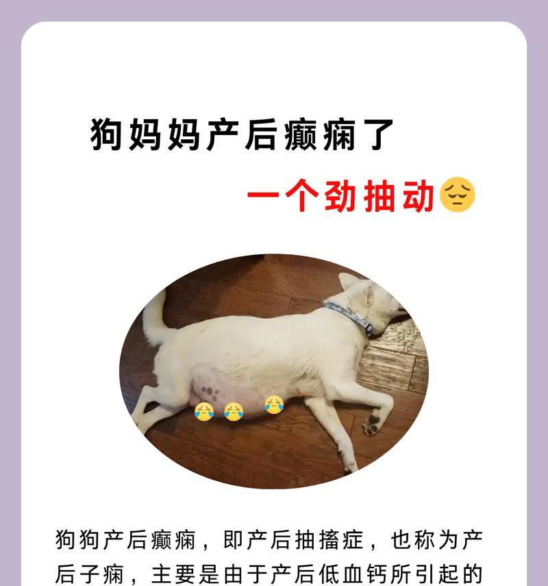 狗癫痫症状揭秘（了解狗癫痫症状，保护你的爱犬）