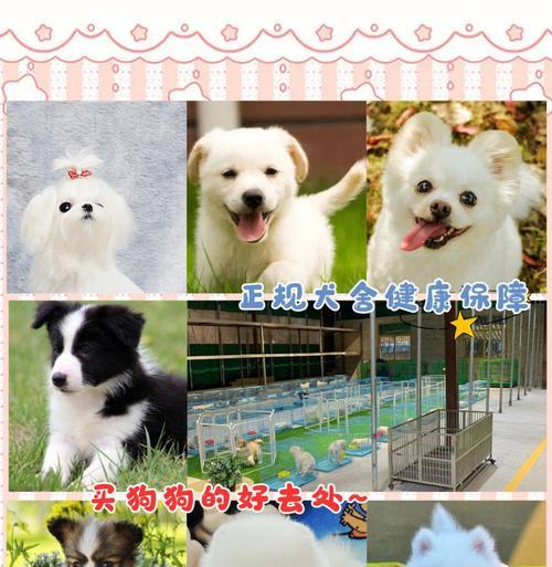 开封犬舍（探寻开封犬舍的魅力和特色）