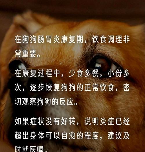 狗狗消化骨头需要多长时间？（探讨狗狗消化骨头的速度及影响因素）