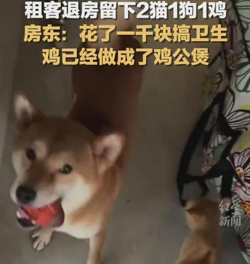 动物奶头的奇妙之谜（揭秘公狗和猫也有奶头的原因及影响）
