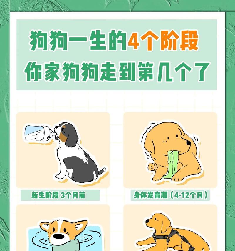 新生儿幼犬护理指南（关注幼犬健康的注意事项）