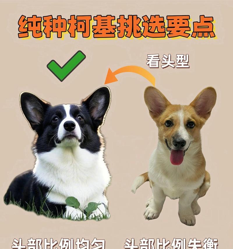 柯基犬价格调查（一只柯基犬的花费究竟是多少？以血统和相貌为核心因素进行分析）