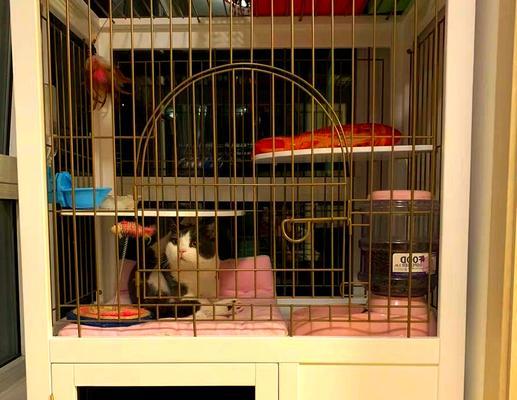 猫在笼子里待多久合适？（探讨猫在笼子中的适宜时间与关键因素）