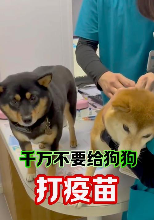 杂交狗的疫苗接种时间表（了解你的杂交狗什么时候需要接种疫苗）