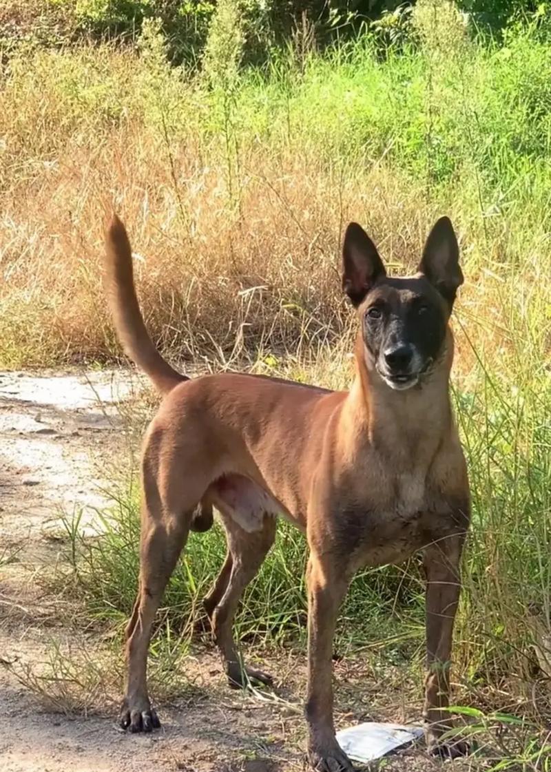 探索贵州正规犬业的发展现状（挖掘贵州犬业的潜力，促进产业发展）