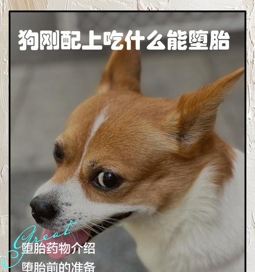 狗狗配种成功的关键时间是多久？（解析狗狗配种的最佳时间和成功率）