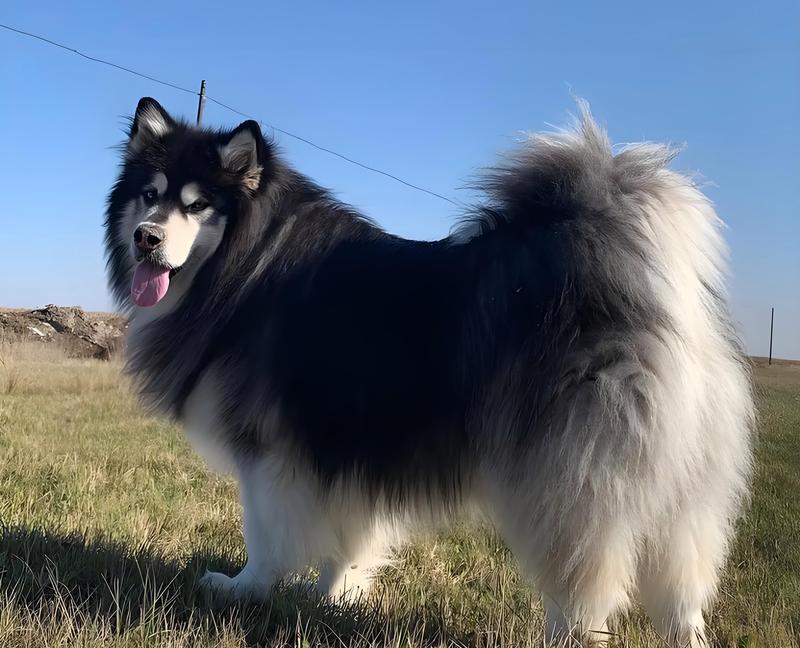 饲养阿拉斯加的考量与要求（了解成本与责任，打造幸福的犬舍）