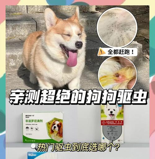 狗狗吃完饭后多久可以给他吃驱虫药？（了解正确的时间间隔，保护你的宠物免受寄生虫侵害）