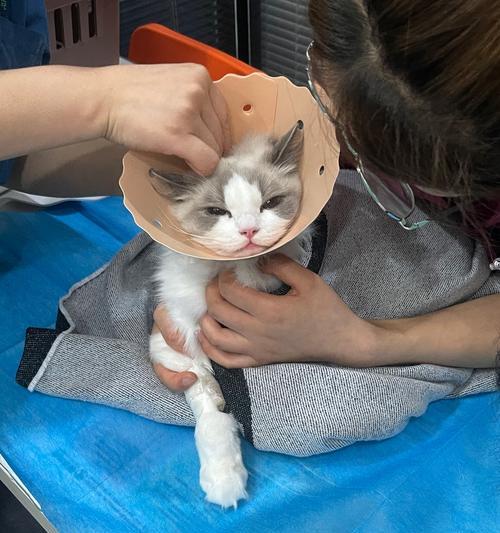 拯救你的睡眠！让你的猫不再半夜乱叫（7种方法有效解决猫咪半夜叫闹问题）